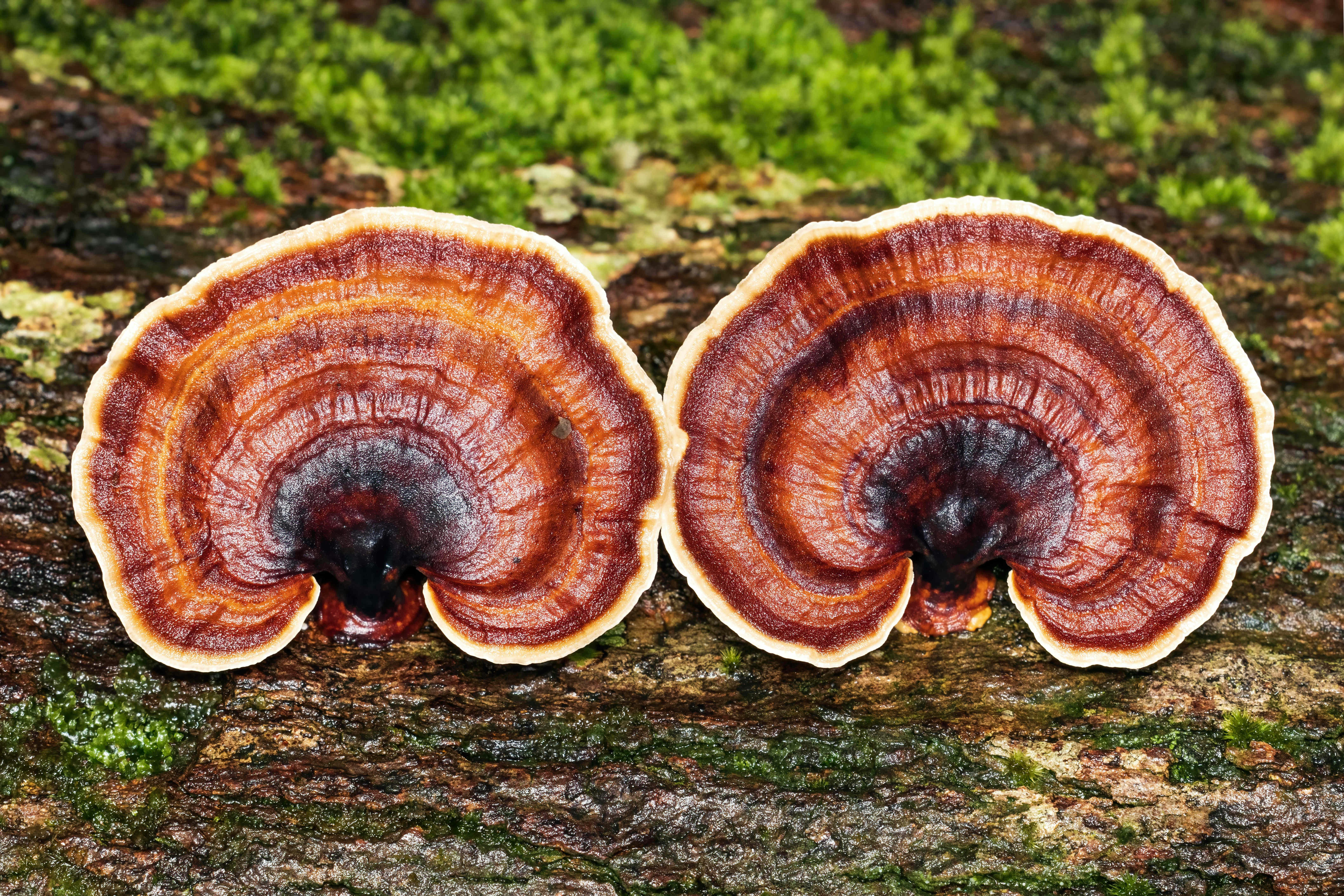 Un primo piano di due funghi su un albero