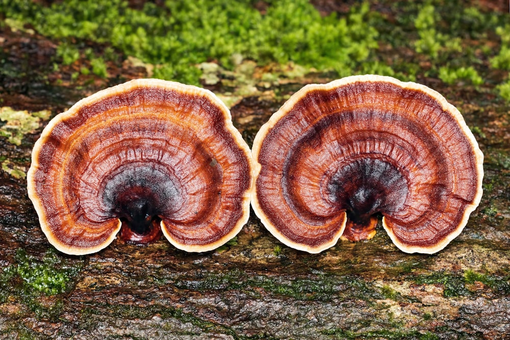 a close up of two mushrooms on a tree