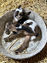 A small goat with a mix of black, brown, and white fur is lying comfortably in a round, gray container filled with straw bedding. The setting appears to be a barn or farm environment, with straw scattered around.
