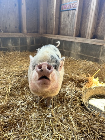 A detailed shot of a piglet nestled in straw, showcasing the farm’s attentive care and clean environment.