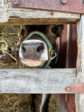 A close-up view of a cow with its nose sticking through a wooden fence, wearing a green halter. The background includes hay and part of a barn structure, conveying a rustic and farm-like environment.