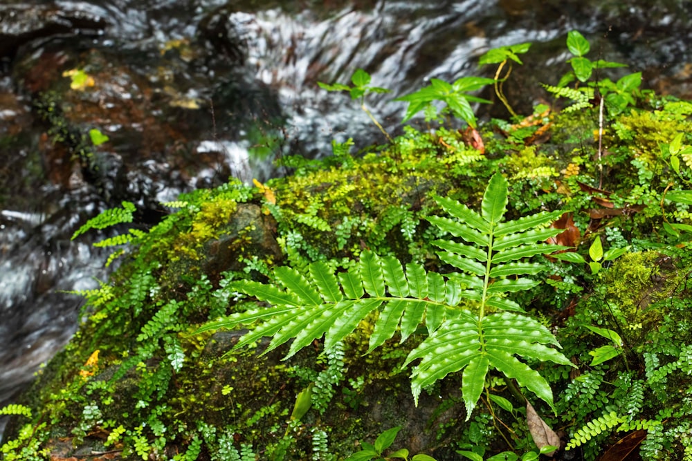 a close up of a plant near a stream