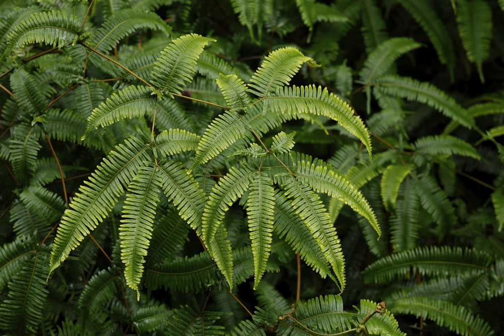 a close up of a green plant with lots of leaves