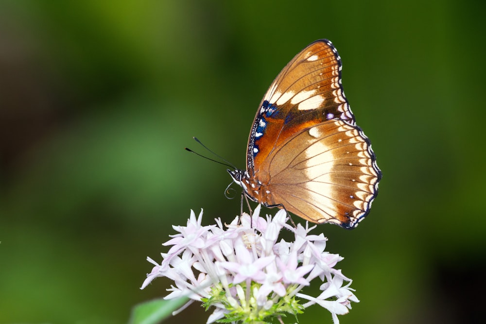 a close up of a butterfly on a flower