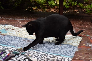 A playful black cat chasing a fluttering butterfly in a garden