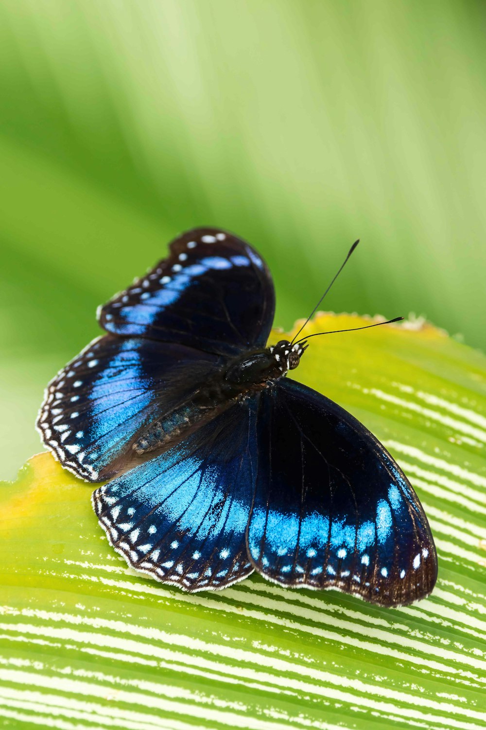 una farfalla blu seduta sopra una foglia verde