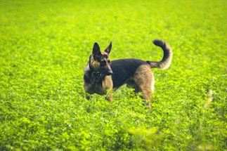 A professional K9 handler with a German Shepherd standing alert beside him.