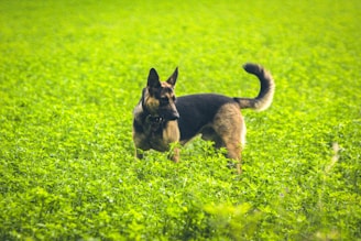A focused Dutch Shepherd standing alert in a lush estate garden.
