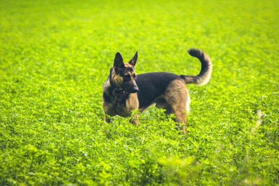 A focused Dutch Shepherd alert and poised, standing in a sunlit training field.