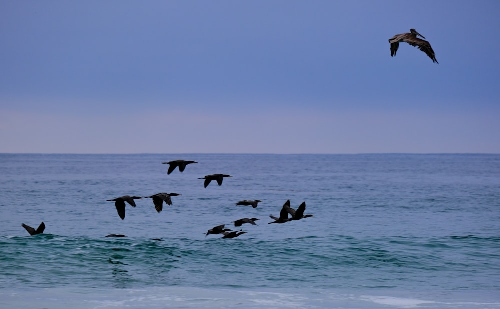 海の上を飛ぶ鳥の群れ