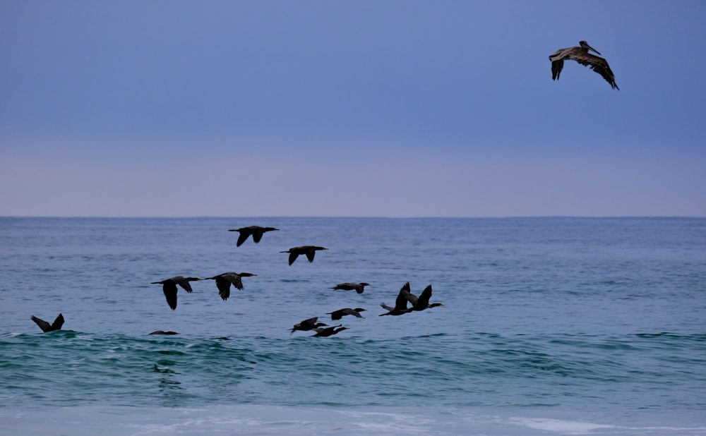 a flock of birds flying over the ocean