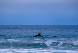 A serene close-up of a dolphin's eye peeking above the turquoise Red Sea water at sunrise.