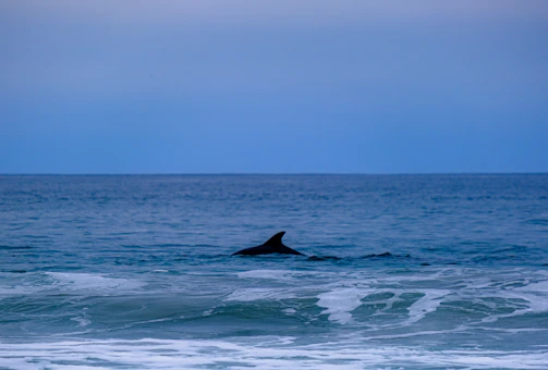 A serene close-up of a dolphin's eye peeking above the turquoise Red Sea water at sunrise.