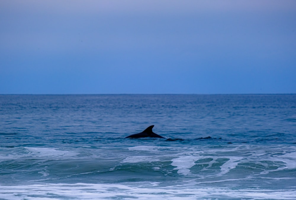 a dolphin swimming in the ocean at dusk