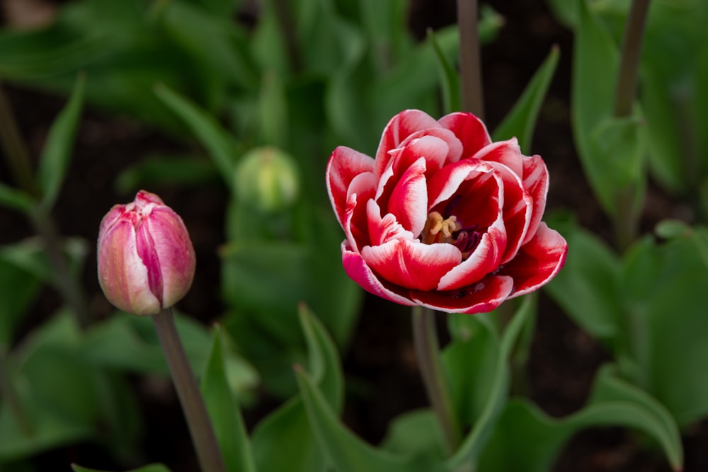 a close up of a red and white flower