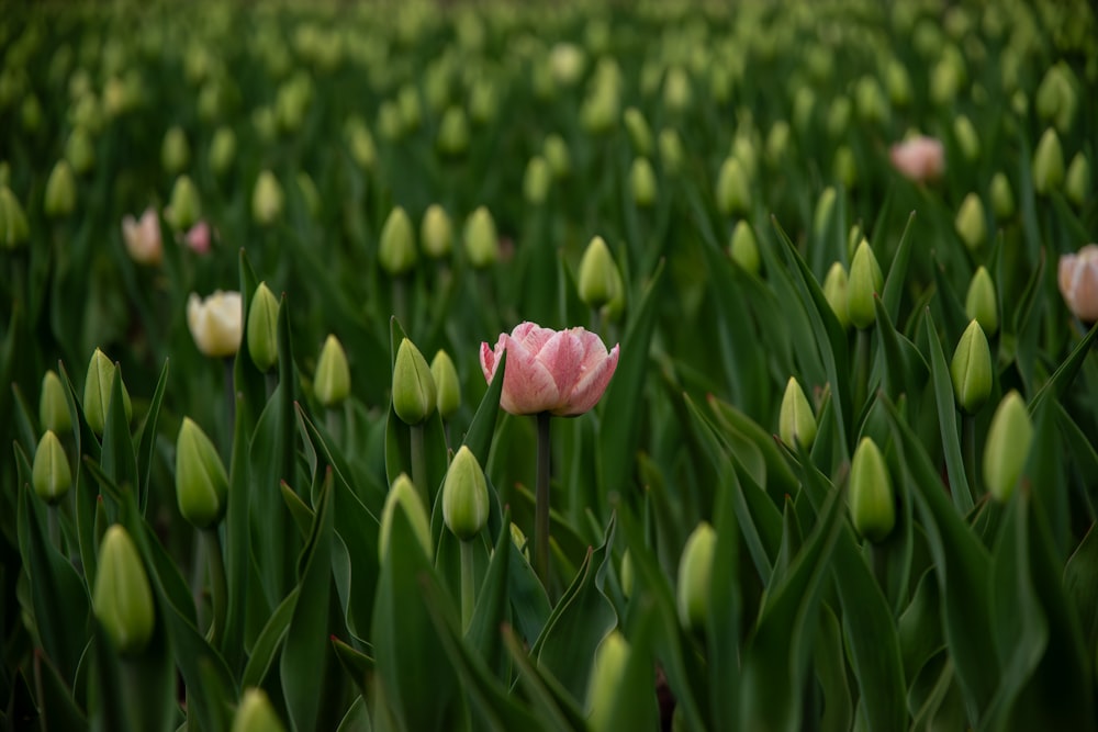 Ein Feld voller rosafarbener und weißer Tulpen