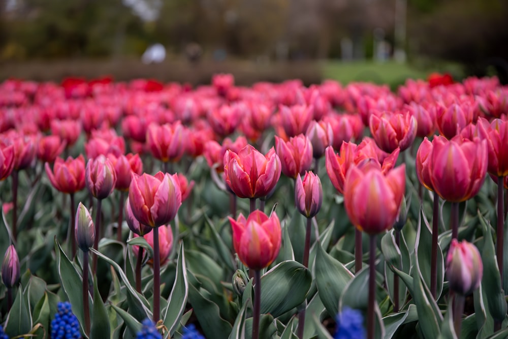 a field full of red and pink tulips