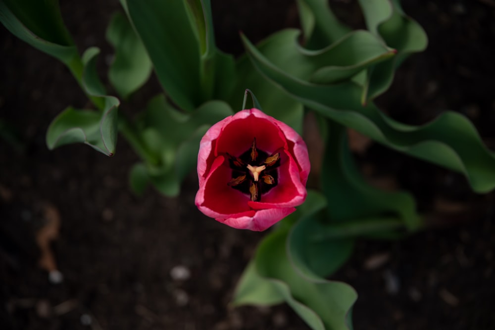 a pink flower with green leaves in the background