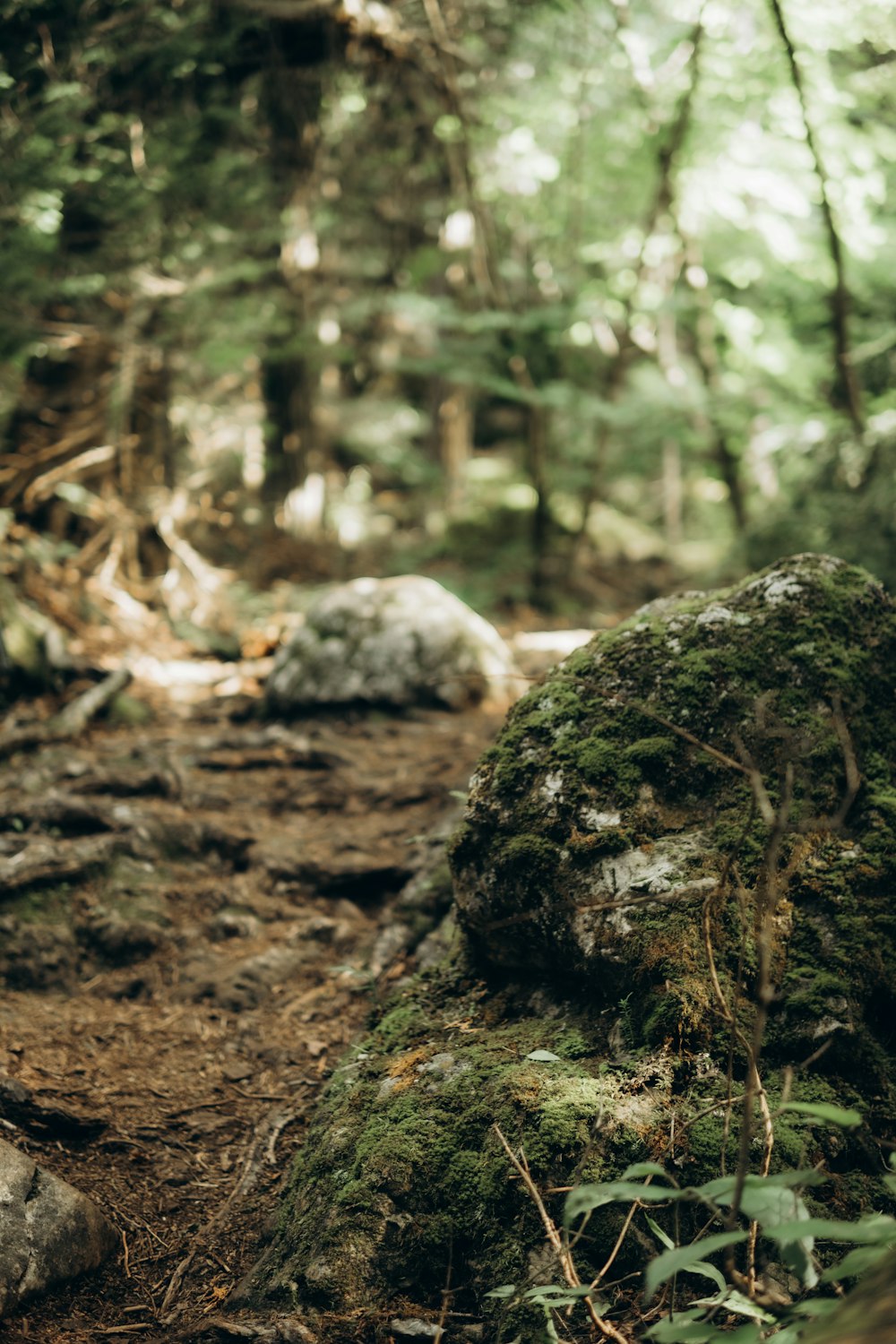 a large mossy rock in the middle of a forest