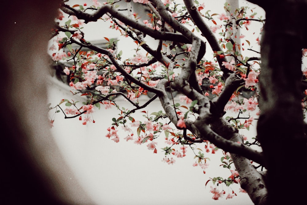 a tree with pink flowers in front of a white wall