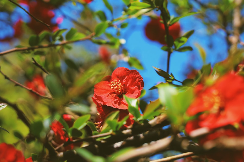 a red flower that is growing on a tree