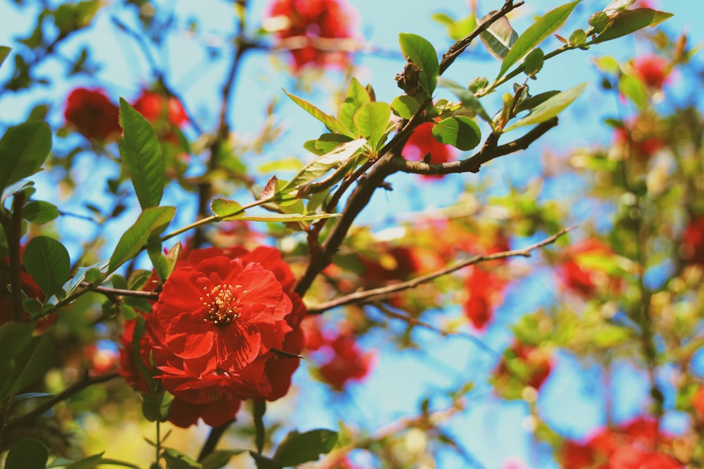 a red flower is growing on a tree