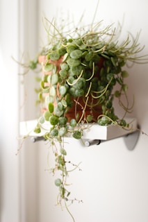 A hanging plant with trailing vines against a clean white wall background.