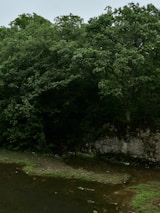 A serene view of a forested area near a mining site, showing environmental balance.