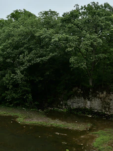 A serene forest landscape symbolizing commitment to environmental law.