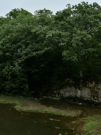A serene image of a Canadian forest where wild ginseng is naturally growing.