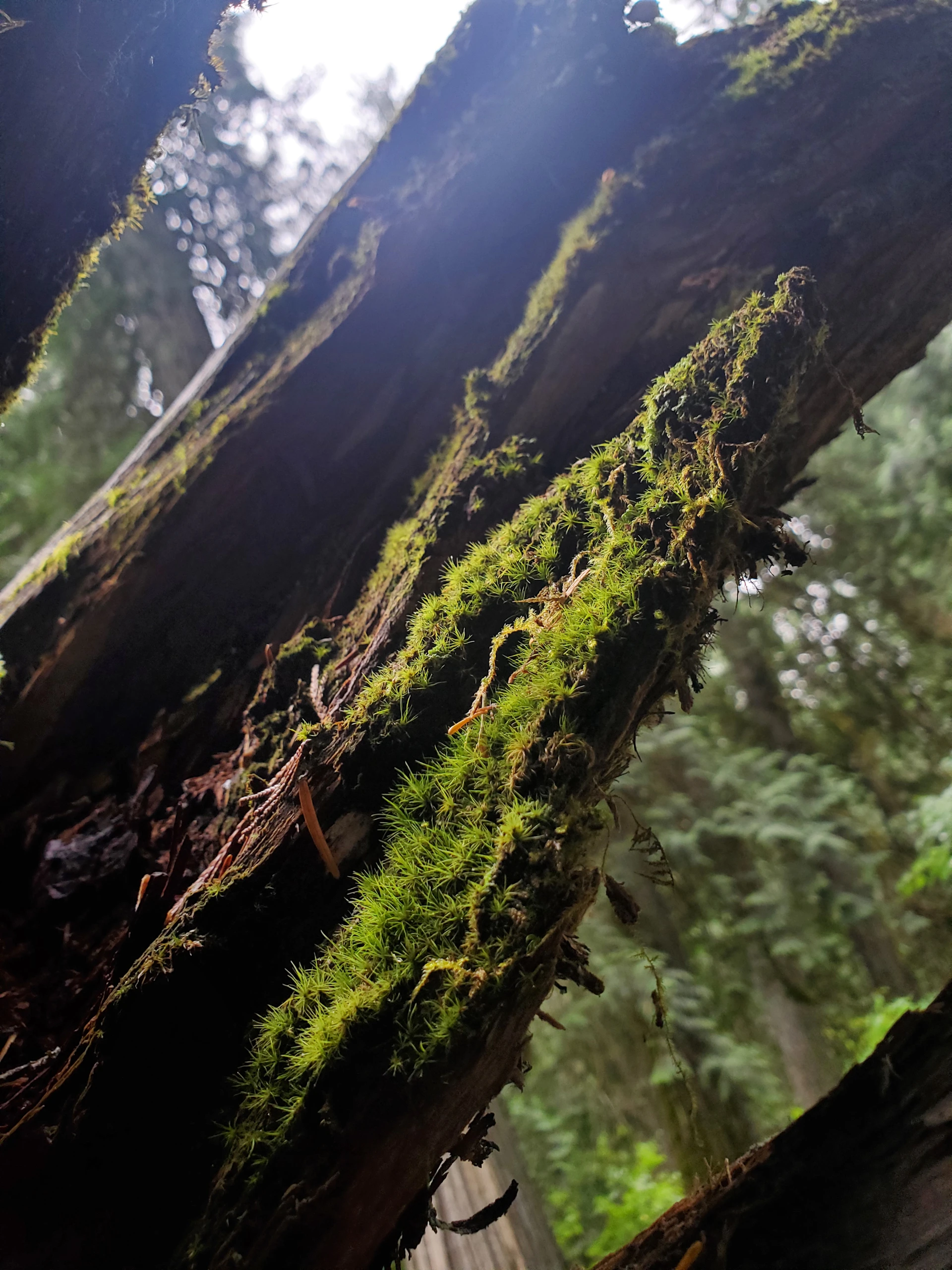 A close-up of a 'forgotten relic'—a weathered piece of bark entwined with lichen and shadowed by deep forest greens, evoking twilight in the woods.