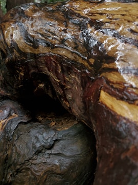 A close-up view of a richly textured and polished piece of natural wood, featuring swirls of dark and light tones. The surface has a glossy finish, highlighting its intricate grain patterns.