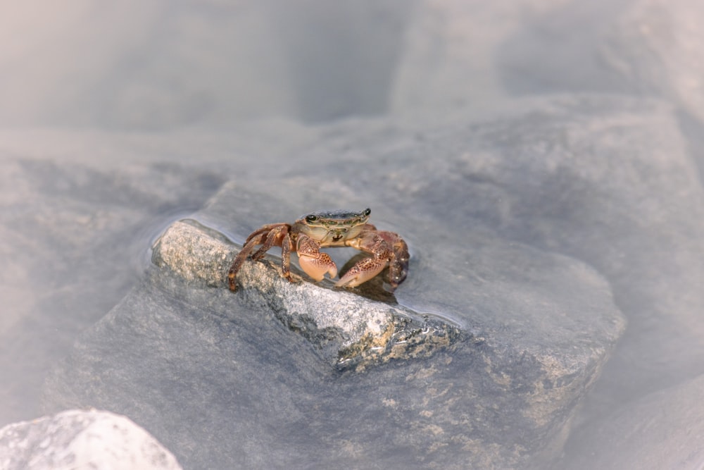 a crab sitting on a rock in the snow