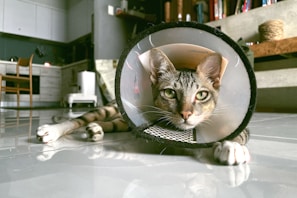 A tabby cat lying on the floor, wearing a protective cone around its neck. The cat is positioned in a domestic setting, likely a living room or kitchen, with white cabinets, a wooden chair, and some shelves in the background.