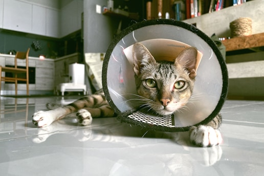 A tabby cat lying on the floor, wearing a protective cone around its neck. The cat is positioned in a domestic setting, likely a living room or kitchen, with white cabinets, a wooden chair, and some shelves in the background.