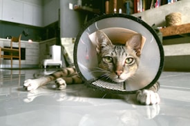 A tabby cat lying on the floor, wearing a protective cone around its neck. The cat is positioned in a domestic setting, likely a living room or kitchen, with white cabinets, a wooden chair, and some shelves in the background.