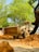 A skilled operator using heavy machinery to clear land for a construction project.