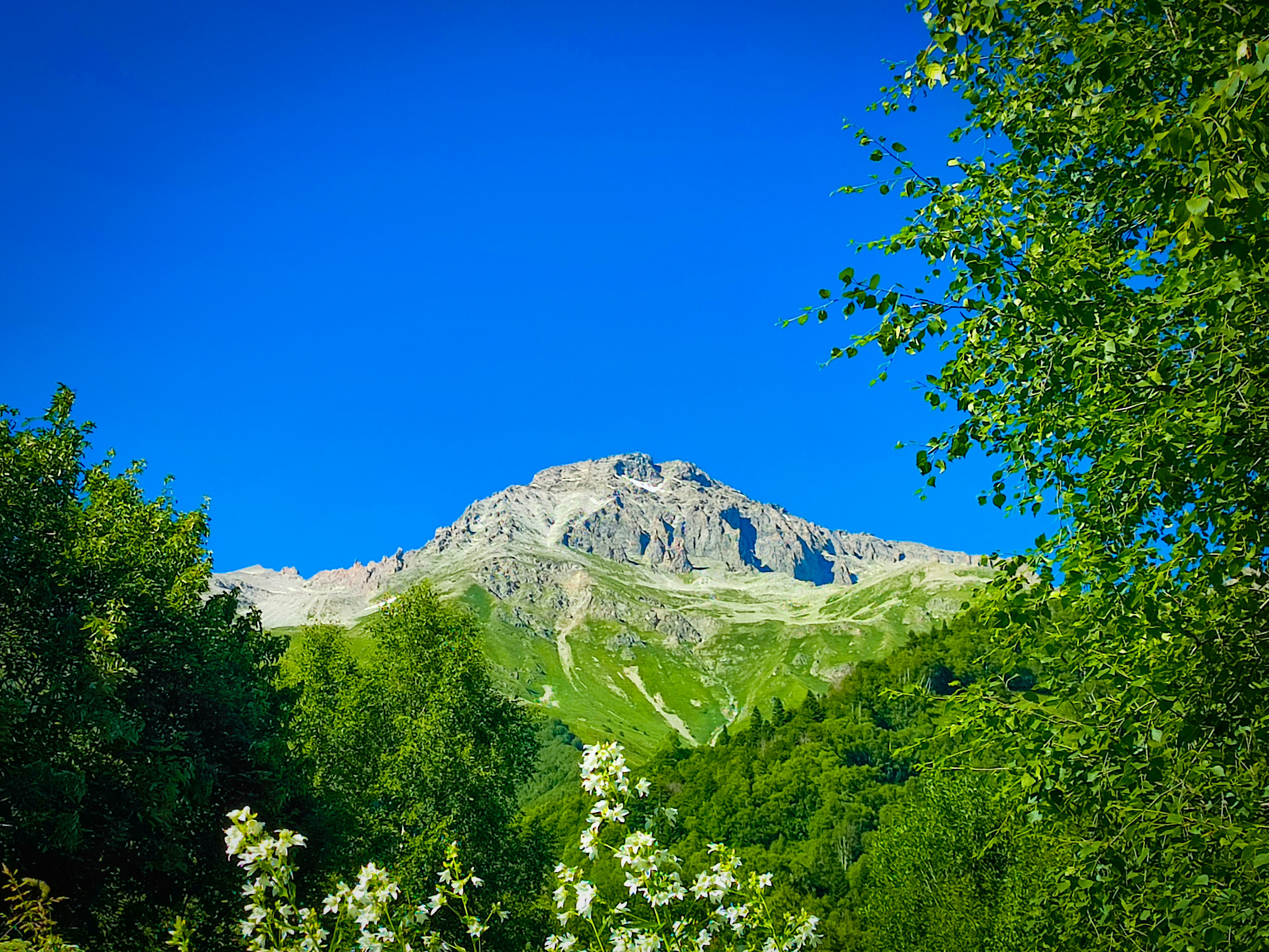 Loup vert