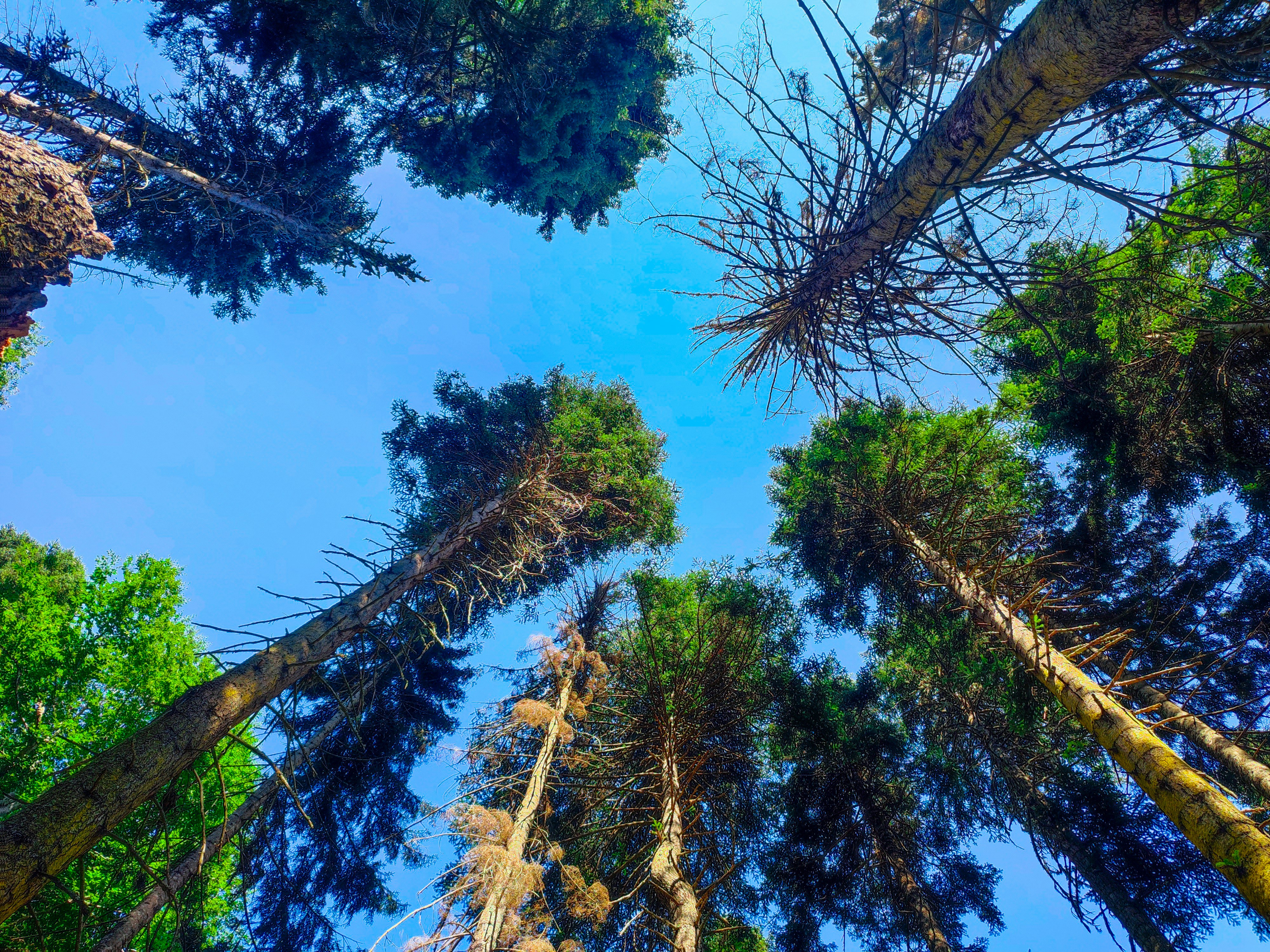 Photo by androktonus