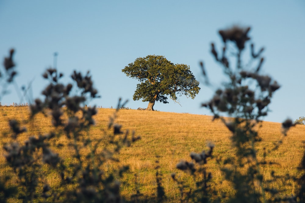 a lone tree sitting on top of a grass covered hill