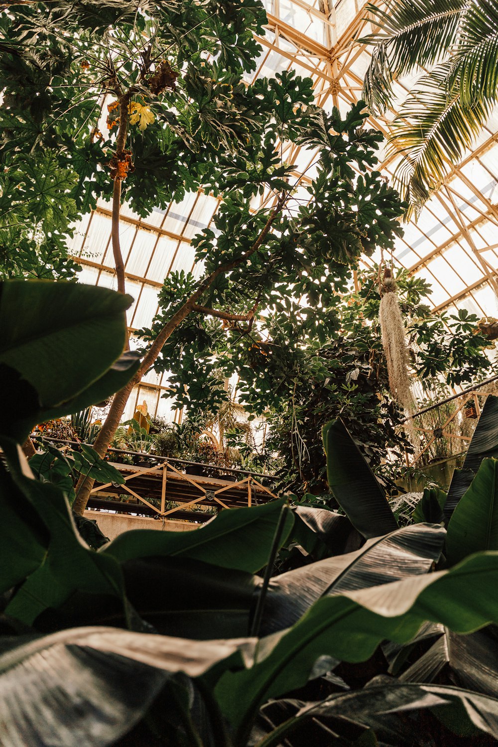 the inside of a greenhouse with lots of plants