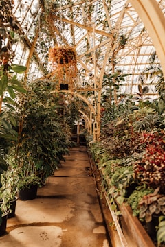 A lush indoor garden with a variety of plants and vines under a greenhouse structure. The wooden framework supports the glass roof, allowing natural light to illuminate the vibrant greenery. A hanging planter filled with cascading plants adds to the dense foliage.