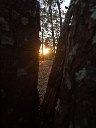 A golden sunset filtering through tall pine trees in a quiet forest.