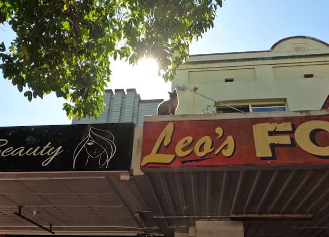 A cat sits on the edge of a rooftop under the bright sunlight. The building features signage with 'Leo’s' in bold letters, and is partially shaded by the branches of a lush green tree.