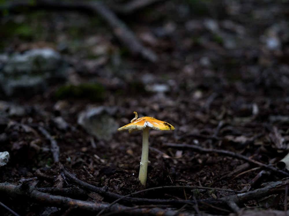 a small yellow mushroom sitting on the ground