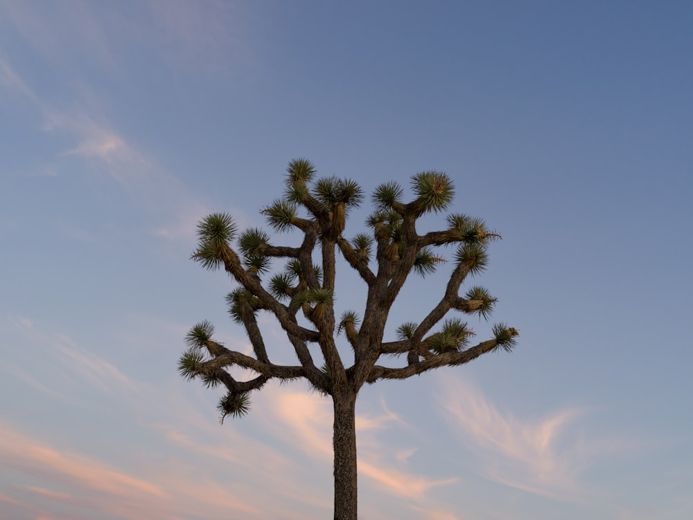 Un gran árbol de cactus con un fondo de cielo