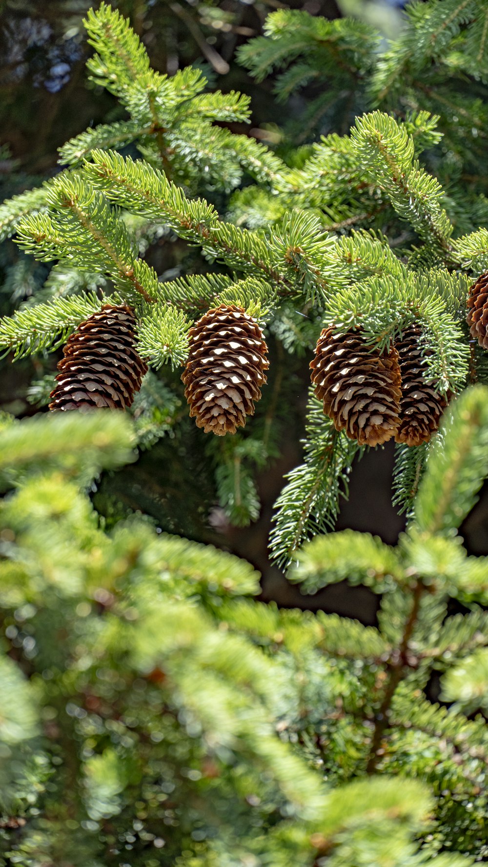 pine cones are hanging from the branches of a pine tree