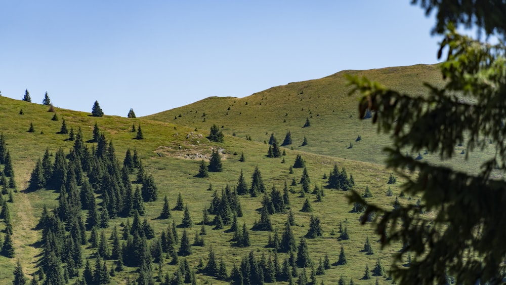 a green hillside with lots of trees on it