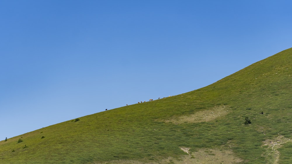 a group of animals walking up a grassy hill
