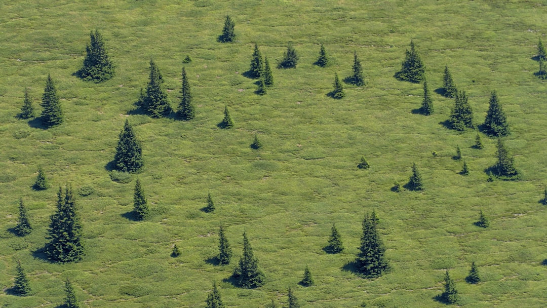 an aerial view of a field with many trees,